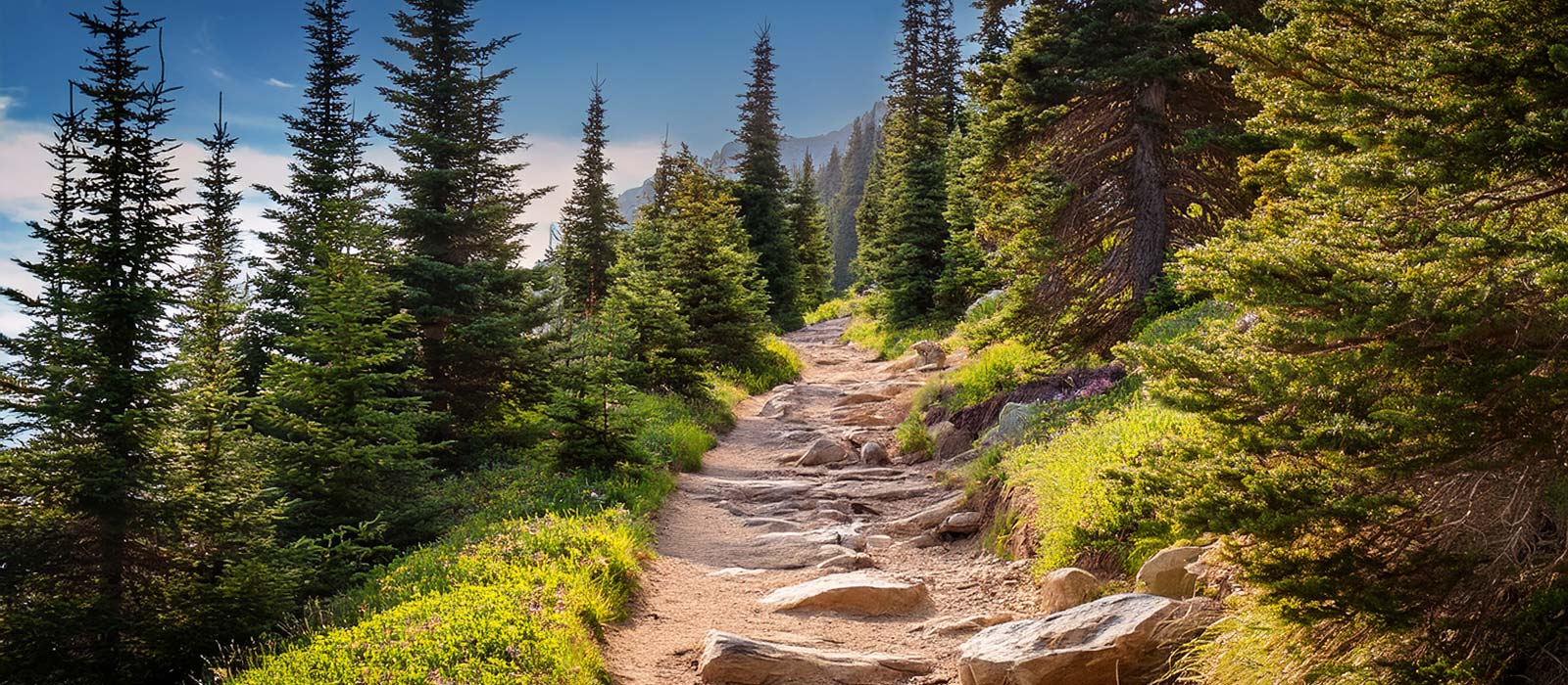 A bright, rocky hiking trail winding up through a dense evergreen forest with tall pine trees and distant mountain peaks.