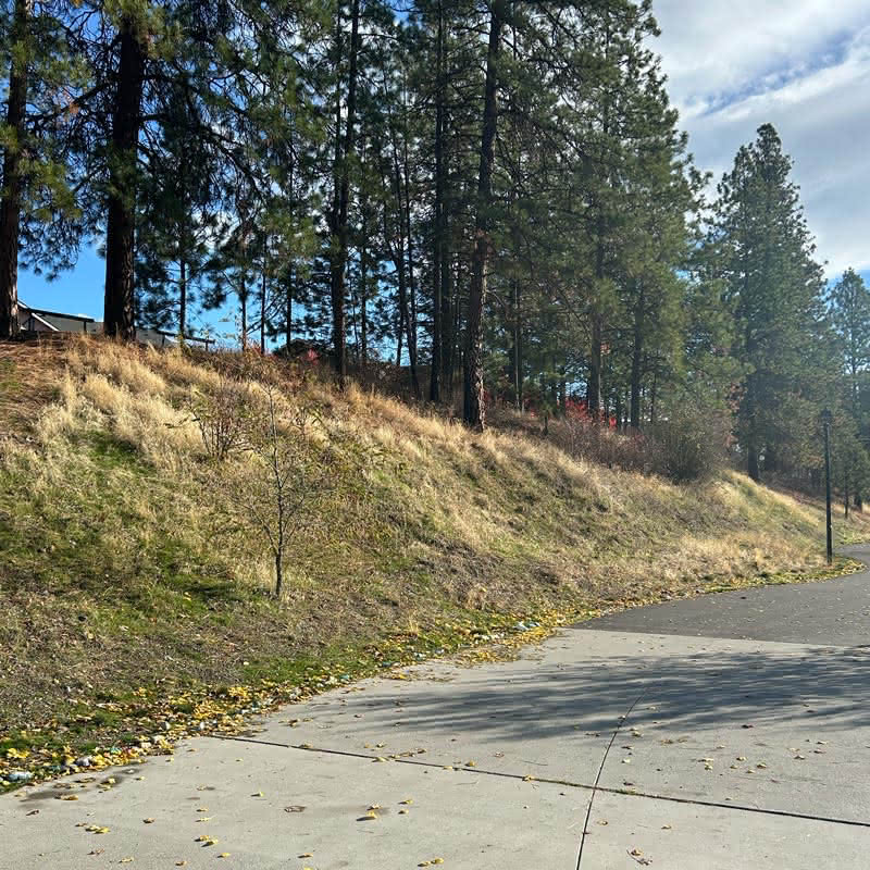 Concrete path curving toward a steep slope covered in dry grass, backed by a row of tall evergreen pine trees against a blue and white sky.