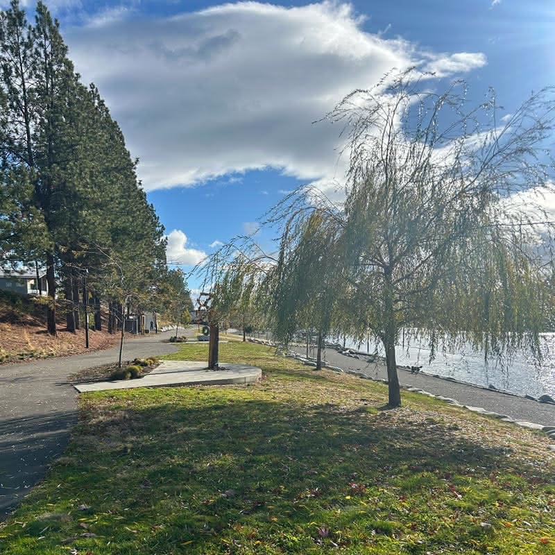 Wide view of a paved waterfront path lined with a small willow tree and tall pine trees, looking out over a calm body of water under a bright, cloudy sky.