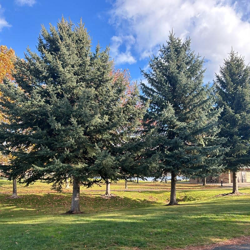 Three large, mature blue spruce trees standing in a grassy park setting with fallen leaves and a cloudy blue sky overhead.