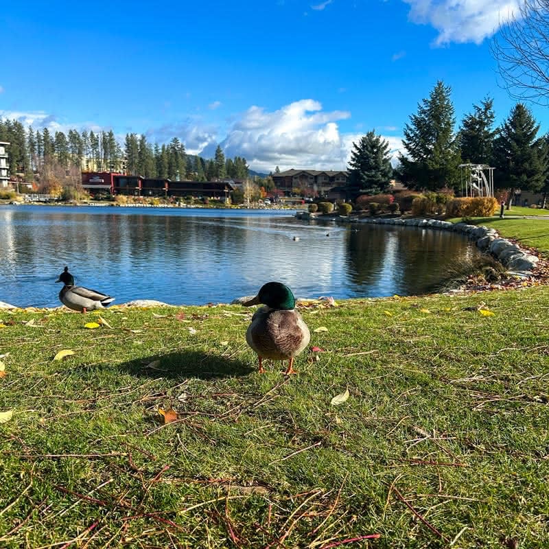 Close-up of a Mallard duck standing on sunlit grass near the lake's edge, with the body of water and the resort-style buildings visible in the distance.